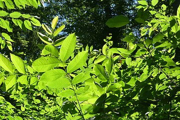 Blätter im Wald