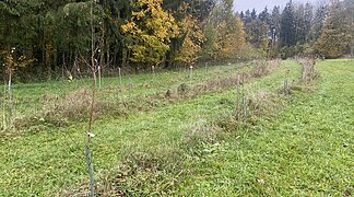 Familienwald Wemding